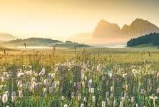 大象传媒系列视频网站-大象传媒系列视频网站，重塑数字娱乐的巨象